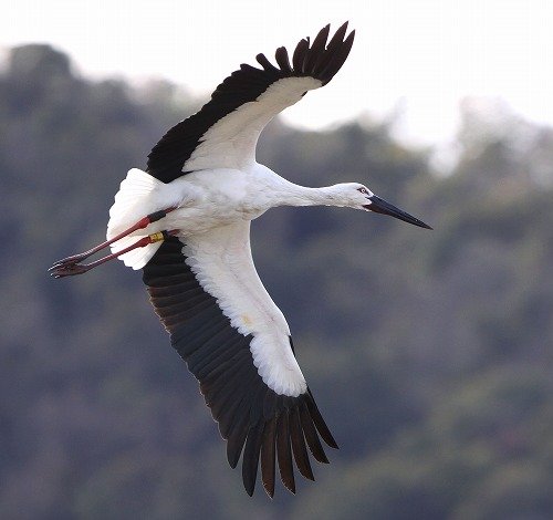 写真：飛ぶコウノトリ